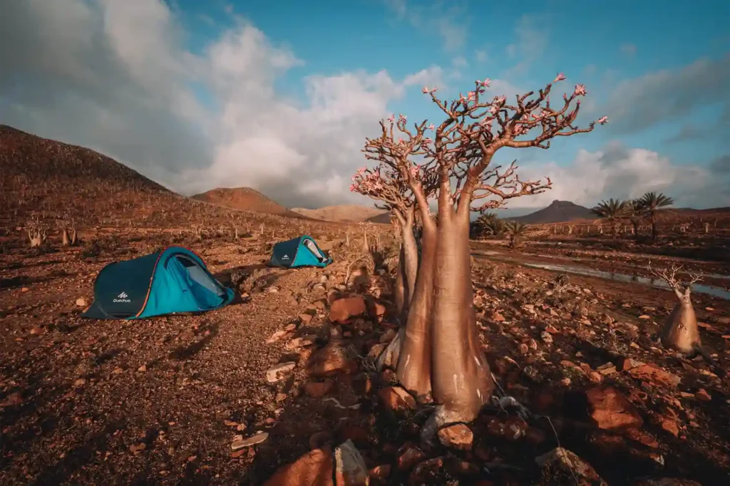 Travel to Socotra