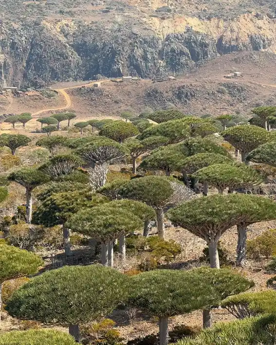 Dixam Plateau – Home of the Dragon’s Blood Trees