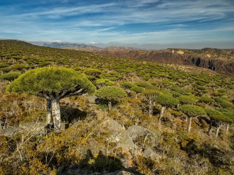 socotra luxury tours